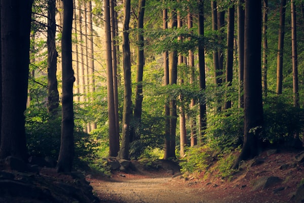 7 Best Birdwatching Destinations in the US