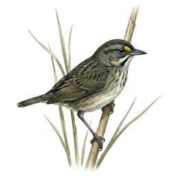 Seaside Sparrow — watercolor illustration